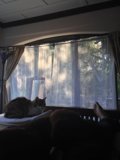 Cozy Cat Nap