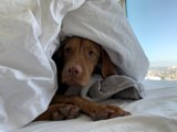 Comfy Canine on California King