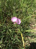 Pretty in Pink