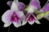 Orchid Blooms