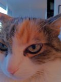 One Blue-Eyed Feline