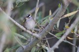 Delicate Visitor of Lake Merced