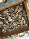 Blue Crabs Ready to be Devoured