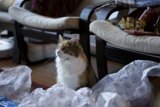 A Feline Christmas Throne