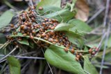 Ladybug Gathering on Huckleberry Trail