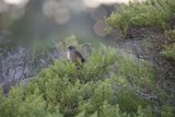 Sparrow Sentinel: The Solitaire on a Tree