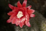 Red Rose Covered in Pollen