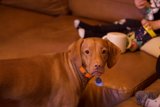 Cherished Bond: A Boy and his Dog