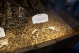 The Intriguing Remnants at Exploratorium