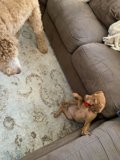 Canine on the Couch