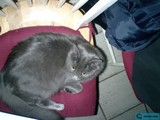 Feline Lounging