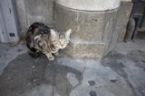 Feline Friend on the Walkway