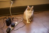 Cat and Cord on Hardwood Flooring
