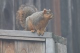 Alert Fox Squirrel Perched on Weathered Wooden Fence