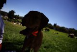 Serene Afternoon at Delores Park, 2023