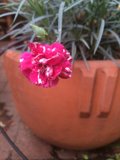 Pink Geranium in a Potted Plant on a Brick Patio