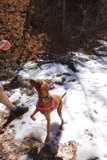 Snowy Stroll with My Hound