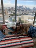 Furry Friends on the Couch