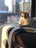 Feline Throne