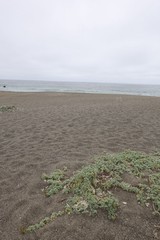 Overcast Solitude on a Dark Sand Beach