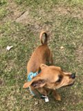 A Pup's Playtime
