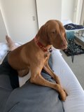 Relaxing with My Best Furry Friend