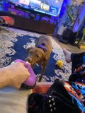 A Furry Companion to Binge-watch With