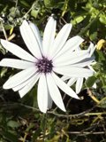 Petals of Grace