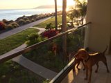 Ocean View Canine