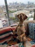 Cozy Urban Pup