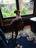 Dog and Cat Watch