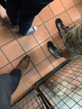The Human and Canine Inmates