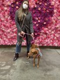 Dog-Walking Among the Flowers