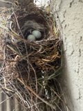 Nestled Beginnings