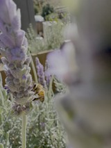 Bee Foraging on Purple Lavender Flowers