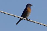 Tranquil Perch
