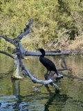 Cormorant on a Tree Branch in Stow Lake