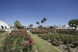Rose Garden Oasis
