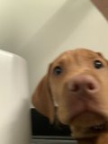 Pensive Pup
