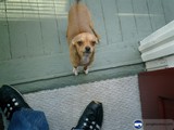 Four Paws and Two Shoes