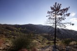 Lone Tree on a Rocky Hillside