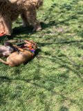 Two Canine Friends Enjoying the Grass at Alice's Dog Park