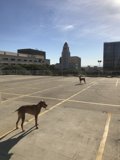 Canine Duo in an Empty Parking Lot