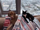 Furry Friends
