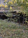 Black Fence and Background Tree