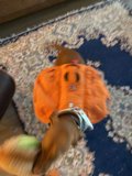 The Adventures of Canine Backpacker