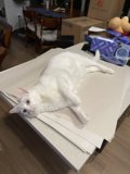 Purrfectly Content
