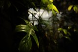 Enchanting Greenery at the California Academy of Sciences
