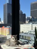 Urban Cat Nap