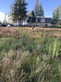 Serene Field at Lake Tahoe